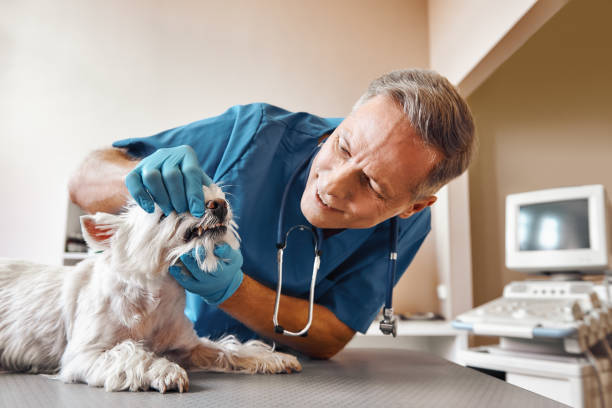 Best Emergency Root Canal Treatment in Lorain, OH